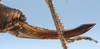 CollectionObject 1520638; d9cc3d14-eaf9-412f-8881-213f42908d12: female ovipositor (paratype). (CollectionObject).