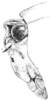 Nomotettix cristatus cristatus (Scudder, 1862): Fig. 4. male, head, lateral view. (Otu).