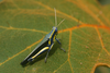 Eupropacris pompalis (Karsch, 1896): 2011. male (E Usamabara, Amani). (Otu).
