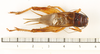 CollectionObject 1588097; 1a3dc499-bf8e-47fa-a0f3-93aad6f831db, MNHN-EO-ENSIF6994: male, dorsal view (paratype). (CollectionObject).