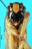 CollectionObject 1502732; 2b956ce5-4c21-4a2a-b1b8-b928de1f3344: female, frontal view. (CollectionObject).
