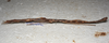 CollectionObject 1576533; 273685a2-bc6a-4c6b-a2ad-e7b7940f4844: copyright ZRC Singapore. female, lateral view (paratype). (CollectionObject).