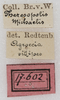 labels (syntype). Depicts CollectionObject 1532833; NMW 17.602, 25e27418-49be-42fe-adb0-dce4cf6f0ff4, a CollectionObject.