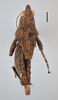 CollectionObject 1477320; 10133c66-3f83-4933-b6ca-e3ecd92f423b, MZLU167526, Type no. 4846:2: male, dorsal view (allotype). (CollectionObject).