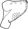 Pygofer, lateral view: !! display not done !! on Empoa (Empoa) querci Fitch, 1851: Pygofer, lateral view. (Observation).
