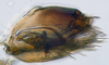 Pygofer, lateral view: (Observation).