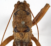 CollectionObject 1529707; ae1b49ec-cf67-4ad2-a8c8-1e46d01f6c97: male stridulatory apparatus (holotype). (CollectionObject).