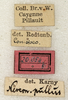 labels (syntype). Depicts CollectionObject 1573743; 1cba17a3-d796-4994-8dee-590905c69c1d, a CollectionObject.