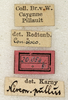 CollectionObject 1573743; 1cba17a3-d796-4994-8dee-590905c69c1d: labels (syntype). (CollectionObject).