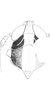 Head: !! display not done !! on Sogatella kolophon (Kirkaldy, 1907): Head, pro-, and mesothorax. (Observation).