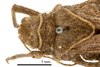 CollectionObject 1478065; 4cb85b59-6194-4213-a431-f3db37295a85: male head and pronotum, dorsal view (holotype). (CollectionObject).
