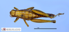 CollectionObject 1514113; MLP1090/2, c897dfc0-0bf2-44b1-8391-f877fcfa230b: female, dorsal view (allotype). (CollectionObject).