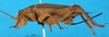 CollectionObject 1476813; ddb6d3a2-f92d-4f7b-9bc7-e2699550e66c, DORSA BG00017S01: female, lateral view (holotype). (CollectionObject).