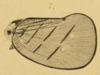Habitus, lateral view: !! display not done !! on Flatina liciata Melichar, 1902: (Observation).
