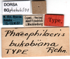 CollectionObject 1500987; 61ac82a5-2cb7-41b8-a492-88ee0f13cc5e, DORSA BGphabukS01: labels (holotype). (CollectionObject).