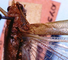 CollectionObject 1522468; 06d81a4b-a734-4b3e-9b28-8561f384e626: male stridulatory apparatus (holotype). (CollectionObject).