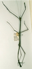 CollectionObject 1557661; 11242db1-c664-4a8f-9912-431d4cb1f727: copyright RMNH, Leiden. female (holotype). (CollectionObject).