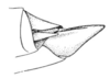 Achurum sumichrasti (Saussure, 1861): Pl. 4 fig. 2. male abdomen tip. (Otu).