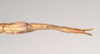 CollectionObject 1562028; NHMUK(SF IMPORT DUPLICATE) 844848, 8588c4b1-ecf0-4b76-a358-14f9321ab8f8: copyright Natural History Museum, London. female: end of abdomen, ventral view of Necroscia sipylus (lectotype). (CollectionObject).