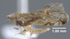Habitus, lateral view: !! display not done !! on Scaphoideus (Scaphoideus) immistus (Say, 1831): (Observation).