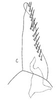 Subgenital plate: !! display not done !! on Frequenamia clypeata (Osborn, 1923): Stylus and sugential plate, ventrally. (Observation).