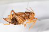 CollectionObject 1531197; NMW 21.543, cfc8aba8-658c-4018-a12f-cca4772177b0: female, lateral view (holotype). (CollectionObject).