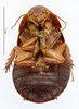 CollectionObject 1587176; MNHN(SF IMPORT DUPLICATE) MNHN-EP-EP1090, 6fbdf48a-8ae1-41f6-86e8-320e5793196c: CC BY-NC-ND 4.0/MNHN - Depraetere Marion - 2014. Non type, female. Specimen number: MNHN-EP-EP1090. http://coldb.mnhn.fr/catalognumber/mnhn/ep/ep1090. (CollectionObject).