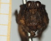 CollectionObject 1477079; 1d644ca1-d986-4e85-a877-098332da6b14, NHMUK010924524: female (holotype), frontal view. (CollectionObject).