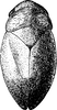 Habitus, dorsal view: !! display not done !! on Penthimia nigra (Goeze, 1778): Habitus. (Observation).