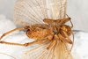 CollectionObject 1475028; c1b5666e-5796-468f-96e3-c976934aef77: male, ventral view (syntype). (CollectionObject).