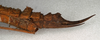 CollectionObject 1560276; 567fba17-20b2-42b0-9d24-00d552613af0: copyright NMW, Vienna. female: end of abdomen, lateral view (syntype). (CollectionObject).;CollectionObject 1560277; 875284c2-ad15-4fdf-80c4-2dc7d83315f5: copyright NMW, Vienna. female: end of abdomen, lateral view (syntype). (CollectionObject).
