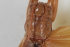 CollectionObject 1505583; 404978ed-e779-4042-93bb-7b9ffa39a033: male, dorsal view (syntype). (CollectionObject).