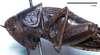 CollectionObject 1532102; 021bab97-6540-4ecf-bfdf-0493944579a1: female, lateral view (syntype). (CollectionObject).