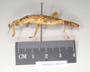 CollectionObject 1558528; NHMUK(SF IMPORT DUPLICATE) 844951, e0b7f367-cf6b-49f5-b95a-5ec7d3ee494e: copyright Natural History Museum, London. male nymph, lateral view of synonym Eubulides spuria (possible holotype). (CollectionObject).