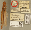 CollectionObject 1477885; 5c1b95e2-2c07-460a-8ae9-20bfeeebf044, NHMUK013806102: female, dorsal view, labels (holotype). (CollectionObject).