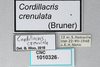 CollectionObject 2870572; CNCI 1010326, 70ad5bae-5cad-4b56-b3e7-850cac2df1e4: Cordillacris crenulata. (CollectionObject).