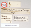 CollectionObject 1558414; NHMUK(SF IMPORT DUPLICATE) 845091, 59589231-d97c-45df-9f99-8e020a149c35: copyright Natural History Museum, London. female, data labels of synonym Phasma (Diura) roseipennis (holotype). (CollectionObject).