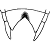 Ovipositor on Bonaspeia rosea (Naudé, 1926): Sternite VII. (Observation).