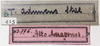 CollectionObject 1567661; NMW 13776, 2e86a9de-8e49-45ab-a606-03d0367d87a0: labels in specimen tray. (CollectionObject).