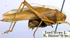 Caedicia mesochides Rentz, 1988: male (paratype). (Otu).