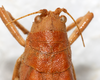 CollectionObject 1531858; 5033513a-700d-4584-8b09-cb70d2d17bff: female, dorsal view (holotype). (CollectionObject).