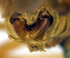 CollectionObject 1500497; 98ebb98f-90f3-4cf5-a007-171774d8c514, DORSA BTaraincHTM: male cerci (holotype). (CollectionObject).