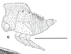 Nymph: !! display not done !! on Enchenopa monoceros (Germar, 1821): (Observation).