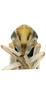 Head on Anuihuajianga pyramidalis Zhang & Song, 2022: face. (Observation).