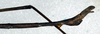 CollectionObject 1561697; 43145c0a-7da5-4e61-b8f2-60a269d53787: copyright NMW, Vienna. male: end of abdomen, lateral view (syntype). (CollectionObject).;CollectionObject 1561698; 2d622c74-f3e8-4a68-b0c3-73154cb03612: copyright NMW, Vienna. male: end of abdomen, lateral view (syntype). (CollectionObject).