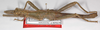 CollectionObject 1563055; 4382057a-d46f-43f8-ac5d-380e439c1149: copyright F. Hennemann. male (paratype). (CollectionObject).;CollectionObject 1563056; 8a08814c-d39b-4c9e-8758-20c74e45b1b0: copyright F. Hennemann. male (paratype). (CollectionObject).;CollectionObject 1563057; a34f0ac9-d5d7-4acf-af93-13adeff1f7dc: copyright F. Hennemann. male (paratype). (CollectionObject).
