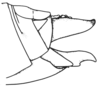 Arminda lancerottensis Holzapfel, 1972: Fig. 4 D. female abdomen tip, lateral view. (Otu).
