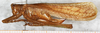 CollectionObject 1564240; f0e8910d-9343-4b8d-a734-adc8392ae859: female, lateral view (syntype). (CollectionObject).