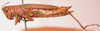 CollectionObject 1543640; c6a445d4-aa14-463e-9c64-9e0b35f9fa30: female, left lateral view (holotype). (CollectionObject).