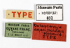CollectionObject 1587506; MNHN(SF IMPORT DUPLICATE) MNHN-EP-EP832, 5d7a5aa2-1b30-4301-9594-a22a4fd73f45: CC BY-NC-ND 4.0/MNHN - Depraetere Marion - 2014. Holotype, male, of dascilloides Hebard, 1921. Specimen number: MNHN-EP-EP832. http://coldb.mnhn.fr/catalognumber/mnhn/ep/ep832. (CollectionObject).
